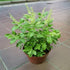 Ram Tulsi plants